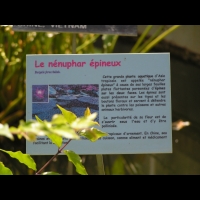 Nenuphar epineux - Euryale ferox Salisb. (fam Nympheacees) (texte)